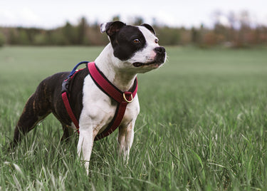 Harnesses for strong and big dogs